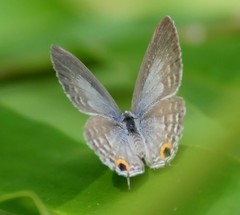 Catochrysops strabo strabo