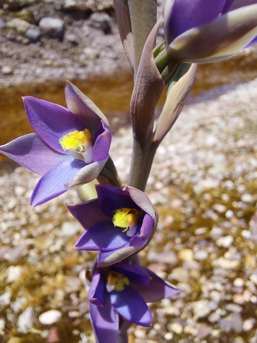 Image of Thelymitra circumsepta by (c) Brendan Costello, some rights reserved (CC BY)
