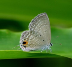 Catochrysops strabo strabo