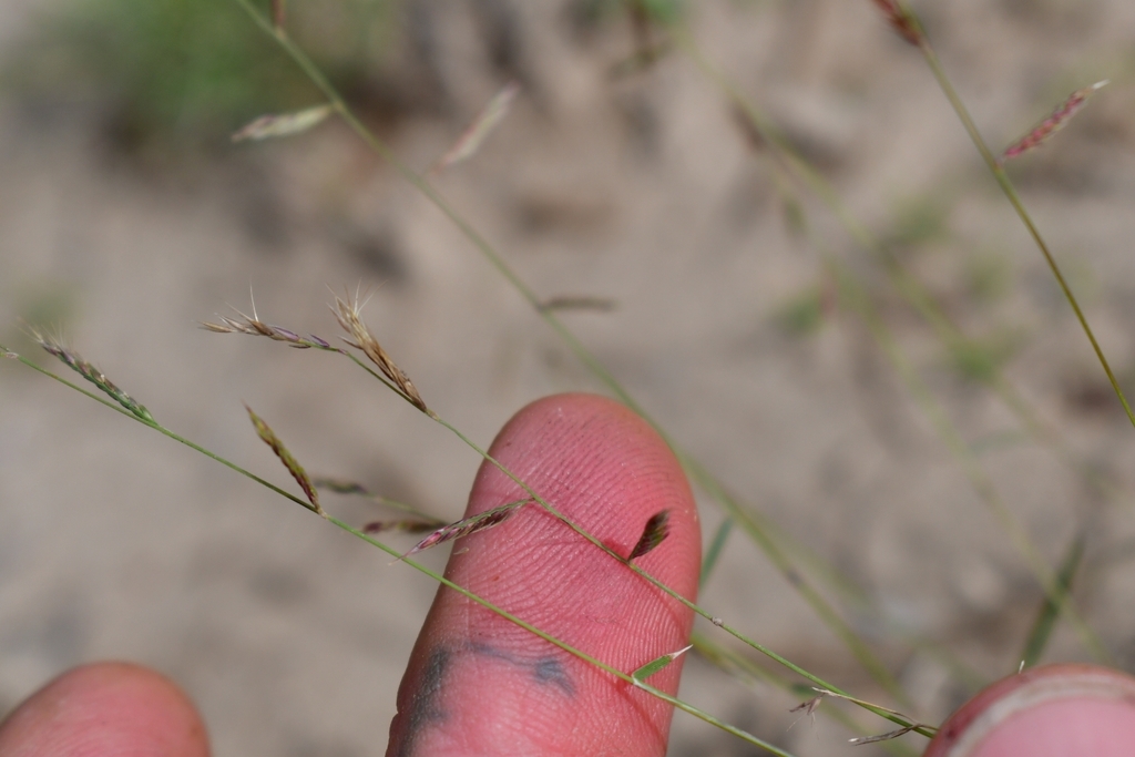 Red Grama in December 2023 by Joey Santore · iNaturalist