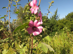 Malva trimestris