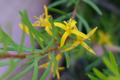 Persoonia chamaepeuce