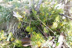 Persoonia chamaepeuce