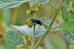 Thalestria spinosa