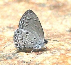 Celastrina lavendularis