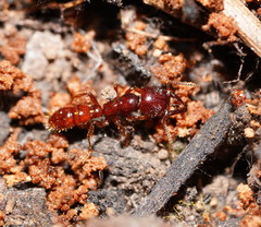 Amblyopone australis