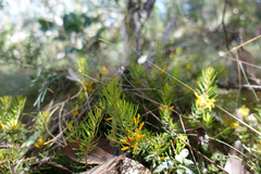 Persoonia chamaepeuce