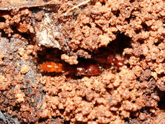 Amblyopone australis