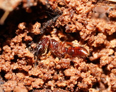 Amblyopone australis