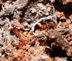 Amblyopone australis