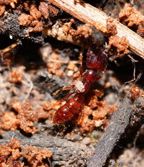 Amblyopone australis