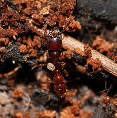 Amblyopone australis