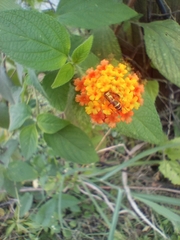 Lantana camara image