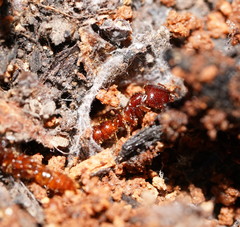 Amblyopone australis