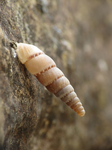Cliveden Snail