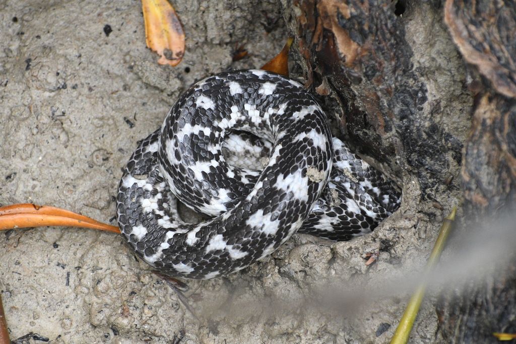 Crabeating Snake from Darwin NT, Australia on December 9, 2023 at 07