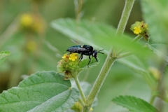 Thalestria spinosa