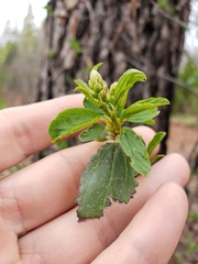 Ceanothus integerrimus macrothyrsus