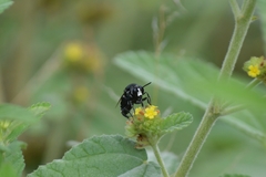 Thalestria spinosa