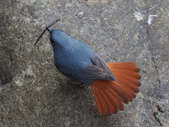 Plumbeous Water-Redstart photo 2