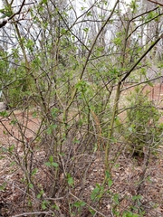 Ceanothus integerrimus macrothyrsus