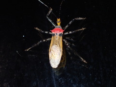 Castolus lineatus image