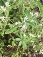 Alternanthera echinocephala