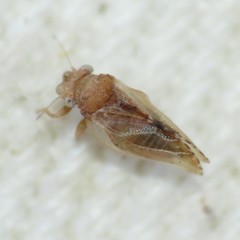 Nyctiphalerus propinquus