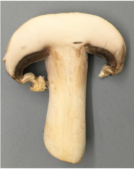 Agaricus bisporus