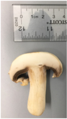 Agaricus bisporus