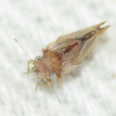 Nyctiphalerus propinquus