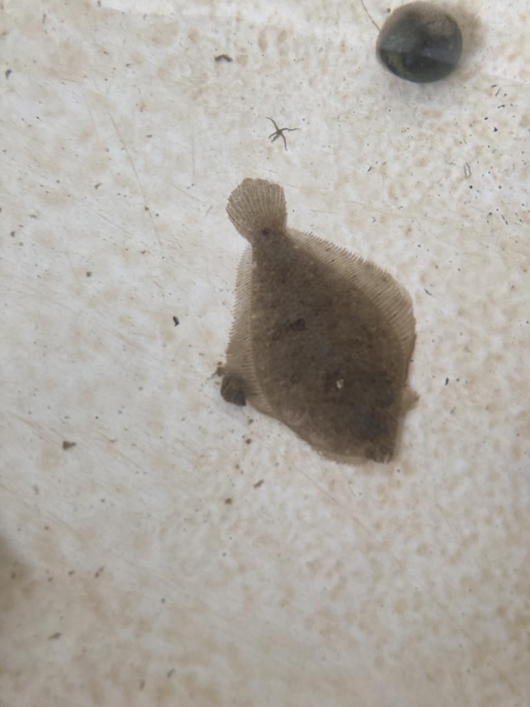 Flatfishes from north atlantic ocean fl us on december 7 2023 at 01 