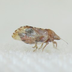 Nyctiphalerus propinquus