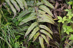 Coniogramme intermedia