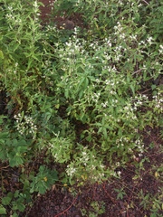 Alternanthera echinocephala