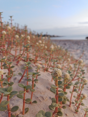 Gomphrena portulacoides, photograph 5