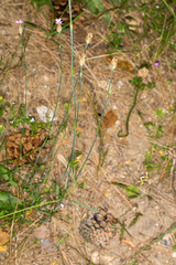 Petrorhagia nanteuilii