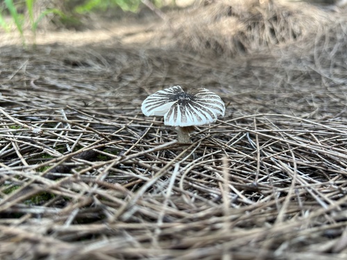 Agaricus rotalis, 2023-12-09