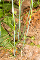 Petrorhagia nanteuilii