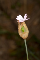 Petrorhagia nanteuilii