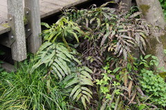 Coniogramme intermedia