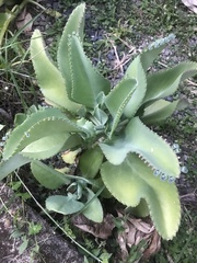 Kalanchoe laetivirens image