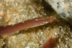 Worm Pipefish photo 3