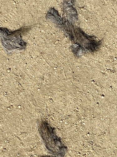 iNaturalist observation photo of Coyote