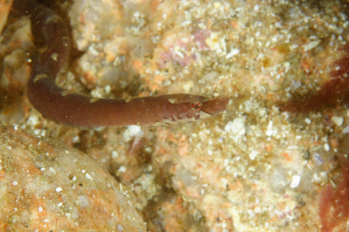 Worm pipefish (Nerophis lumbriciformis) — Syngnathidae
