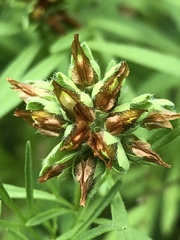 Trifolium bejariense