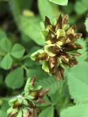 Trifolium bejariense