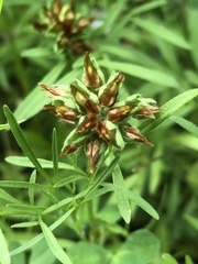 Trifolium bejariense