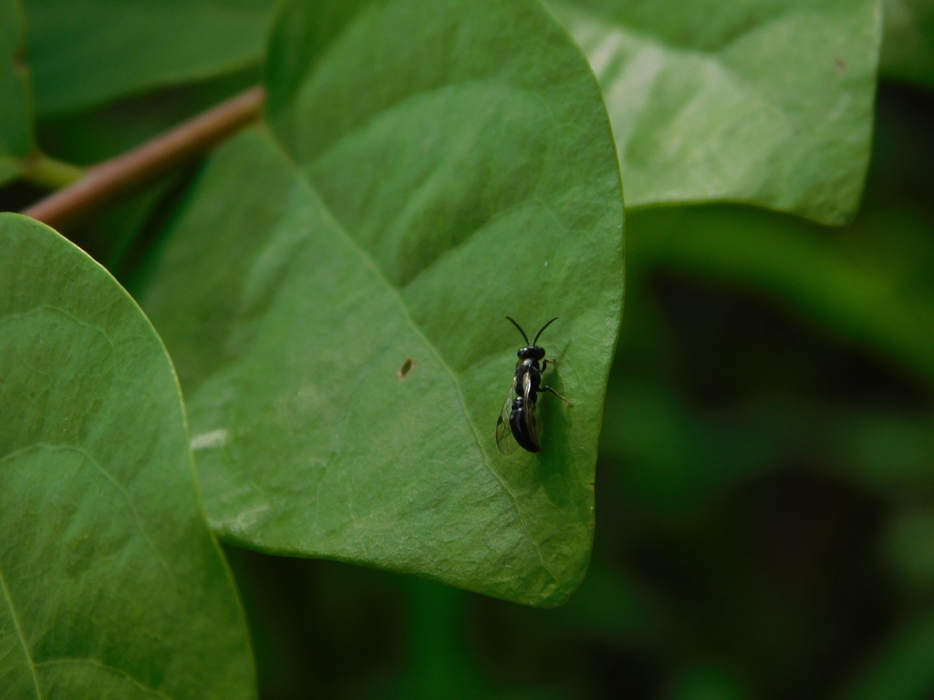 narrow-waisted-wasps-ants-and-bees-from-jatinangor-sumedang-regency