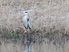 Ardea cinerea